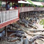 c009d5crocodile-20farm