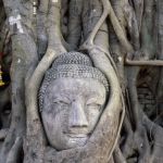 buddha-face-wat-mahathat-ayutthaya-thailand_19567
