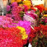 orchids-at-flower-market