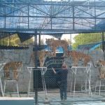 samui-attractions-samui-aquarium-and-tiger-zoo