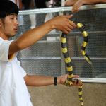 banded-krait-at-bangkok-snake-farm