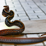 bangkok-snake-farm