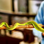 green-snake-thailand-1