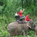 elephant3