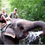 samboon-the-elephant-khao-yai-national-park-photo_988443-770tall1