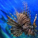 siam-ocean-world-aquarium