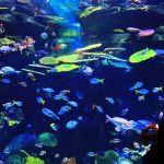 siam-ocean-world-bangkok