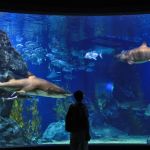 siam-ocean-world2