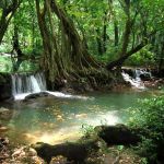 6-take-a-walk-through-nature-at-khao-sok-national-park_-photo-by-blogspot_com_
