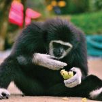 dusky_leaf_monkey
