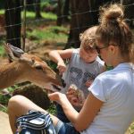 feeding_deer_at_paradise_park_farm