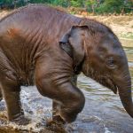 9b269eelephant-baby-swimming-900x900