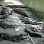 crocodile-farm