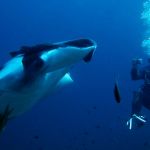 diver-with-manta