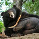 bear