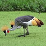 birds-1
