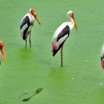 birds