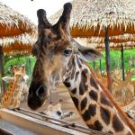 giraffe2