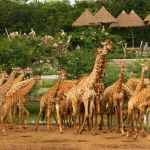 giraffes-3