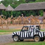 giraffes