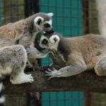 lemur