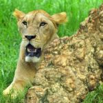 lion