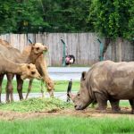rhino2