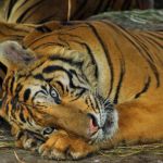 tiger2