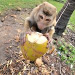 monkey-show