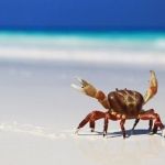 similan-island-09-660x348