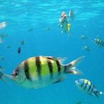 snorkelling-underwater-1-600x268