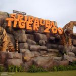 9-sriracha-tiger-zoo-with-lunch-pattaya-tour-3