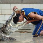 crocodile-farm2