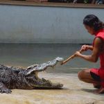crocodile-farm3