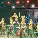 sriracha-tiger-zoo-th5