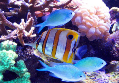 Samui Aquarium & Tiger Zoo