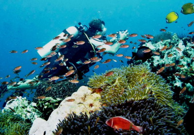 Potápění na Koh Bon, Koh Tachai & Premchai wreck