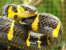 Ao Nang Snake Show
