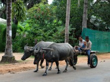 Buffalo cart