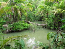 Catfish Farm