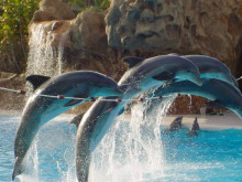 Delfíní show Pattaya
