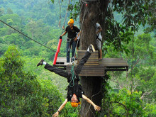 Flight of the Gibbon