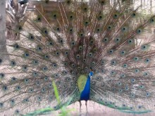 Hua Hin Animal Park