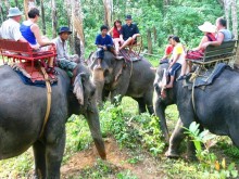 Nosey Parker's Elephant Camp