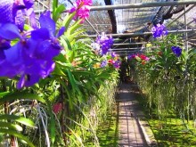 Orchid nursery farm