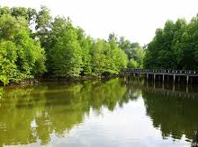 Salak Kok Mangrove Nature Trail