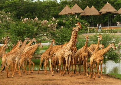 Safari World (Zoo, Marine Park, Show) včetně oběda