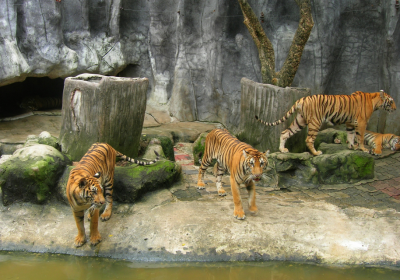Tygří Zoo s krokodýli včetně oběda